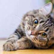 ヒメ日記 2025/06/20 00:43 投稿 あかね 鹿児島人妻 楊貴妃