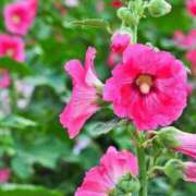 ヒメ日記 2025/06/23 20:00 投稿 あかね 鹿児島人妻 楊貴妃