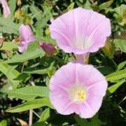 ヒメ日記 2025/06/25 21:04 投稿 あかね 鹿児島人妻 楊貴妃