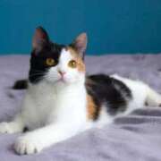 ヒメ日記 2025/06/27 19:51 投稿 あかね 鹿児島人妻 楊貴妃