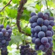 ヒメ日記 2025/09/24 12:31 投稿 あかね 鹿児島人妻 楊貴妃