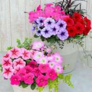 ヒメ日記 2025/09/25 12:31 投稿 あかね 鹿児島人妻 楊貴妃