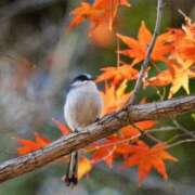ヒメ日記 2025/11/25 12:45 投稿 あかね 鹿児島人妻 楊貴妃