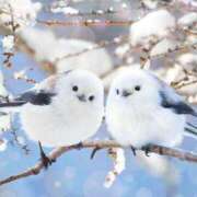 ヒメ日記 2025/12/28 12:30 投稿 あかね 鹿児島人妻 楊貴妃