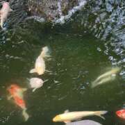 ヒメ日記 2026/01/08 12:45 投稿 あかね 鹿児島人妻 楊貴妃