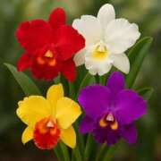 ヒメ日記 2026/01/13 12:45 投稿 あかね 鹿児島人妻 楊貴妃