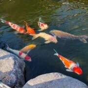 ヒメ日記 2026/03/19 12:45 投稿 あかね 鹿児島人妻 楊貴妃