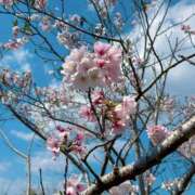 ヒメ日記 2026/04/04 12:31 投稿 あかね 鹿児島人妻 楊貴妃