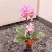 ヒメ日記 2026/09/01 17:32 投稿 Berry/ベリー　centu STYLISH BACH