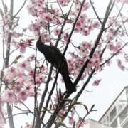 ヒメ日記 2026/05/15 17:20 投稿 あけみ 熟女の風俗最終章 西川口店