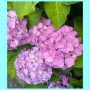 ヒメ日記 2025/06/21 08:23 投稿 あいり 池袋角海老