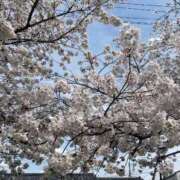 ヒメ日記 2026/04/11 07:40 投稿 あいり 池袋角海老