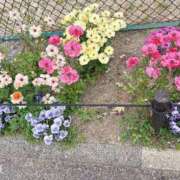 ヒメ日記 2025/04/20 11:31 投稿 うの 愛知弥富ちゃんこ