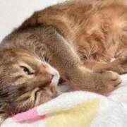 ヒメ日記 2025/11/08 10:21 投稿 うの 愛知弥富ちゃんこ