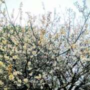 ヒメ日記 2026/03/14 10:10 投稿 ちはる One More奥様　町田相模原店