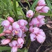 のん はなきん💓 桃李（とうり）