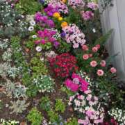 ヒメ日記 2025/03/12 13:25 投稿 佐倉 ANECOTE