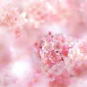 ヒメ日記 2025/03/12 16:24 投稿 佐倉 ANECOTE