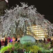 ヒメ日記 2025/04/03 23:53 投稿 佐倉 ANECOTE