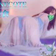 ヒメ日記 2026/04/22 22:15 投稿 佐倉 ANECOTE