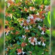 ヒメ日記 2025/07/07 18:59 投稿 あすか 神戸人妻援護会