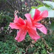 ヒメ日記 2025/08/01 12:18 投稿 芹沢由宇子 五十路マダムエクスプレス船橋店(カサブランカグループ)