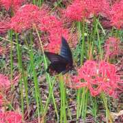 ヒメ日記 2025/10/20 09:28 投稿 芹沢由宇子 五十路マダムエクスプレス船橋店(カサブランカグループ)