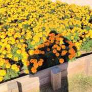 ヒメ日記 2024/12/12 13:47 投稿 かなえ 新橋夜這右衛門娼店～夜這・即尺・痴漢・人妻～