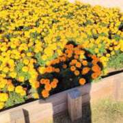 ヒメ日記 2024/12/12 12:28 投稿 かなえ 新橋夜這右衛門娼店～夜這・即尺・痴漢・人妻～