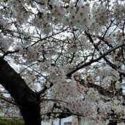 ヒメ日記 2025/04/01 06:55 投稿 かなえ 新橋夜這右衛門娼店～夜這・即尺・痴漢・人妻～