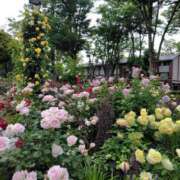 ヒメ日記 2025/11/11 10:08 投稿 かなえ 新橋夜這右衛門娼店～夜這・即尺・痴漢・人妻～