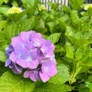 ヒメ日記 2025/06/17 23:10 投稿 遠山　いずみ 昼下がりの情事