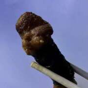 ヒメ日記 2025/09/29 02:50 投稿 みなみ 性の極み 技の伝道師 ver. 匠