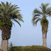 ヒメ日記 2025/07/05 13:25 投稿 かずは 人妻美人館