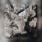 ヒメ日記 2025/04/12 12:21 投稿 若菜 出会い系人妻ネットワーク 新宿〜池袋編