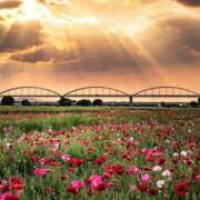 ヒメ日記 2025/05/16 17:43 投稿 若菜 出会い系人妻ネットワーク 新宿〜池袋編