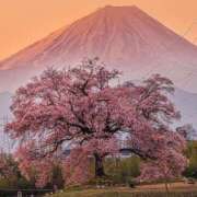 ヒメ日記 2026/04/08 19:31 投稿 若菜 出会い系人妻ネットワーク 新宿〜池袋編