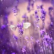 ヒメ日記 2024/12/17 17:31 投稿 ナナ REDROOM (レッドルーム)