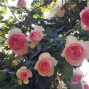 ヒメ日記 2024/12/26 17:30 投稿 ナナ REDROOM (レッドルーム)