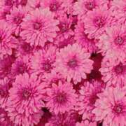 ヒメ日記 2025/01/08 14:30 投稿 ナナ REDROOM (レッドルーム)