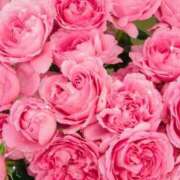 ヒメ日記 2025/01/10 17:30 投稿 ナナ REDROOM (レッドルーム)