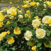 ヒメ日記 2025/01/14 17:30 投稿 ナナ REDROOM (レッドルーム)