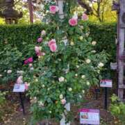 ヒメ日記 2025/03/02 16:30 投稿 ナナ REDROOM (レッドルーム)