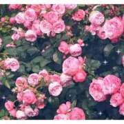 ヒメ日記 2025/03/05 17:30 投稿 ナナ REDROOM (レッドルーム)