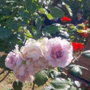 ヒメ日記 2025/03/12 14:00 投稿 ナナ REDROOM (レッドルーム)