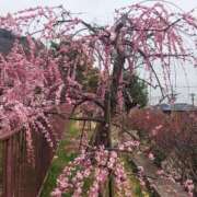 ヒメ日記 2025/03/27 17:30 投稿 ナナ REDROOM (レッドルーム)