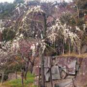 ヒメ日記 2025/03/29 17:30 投稿 ナナ REDROOM (レッドルーム)