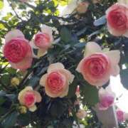 ヒメ日記 2025/03/30 16:00 投稿 ナナ REDROOM (レッドルーム)