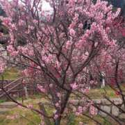 ヒメ日記 2025/04/02 17:30 投稿 ナナ REDROOM (レッドルーム)