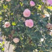 ヒメ日記 2025/04/09 17:30 投稿 ナナ REDROOM (レッドルーム)